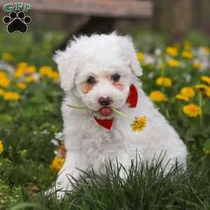 Benji, Bich-Poo Puppy